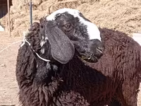 Ovan, Edilbay sheep — fotografija 1