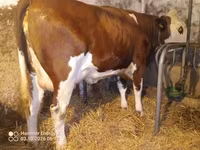 Lembu betina, Simmental cattle — foto 7