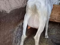 बकरी, Saanen goat — फ़ोटो 7