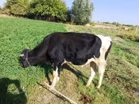 Býk, Russian Black pied cattle — foto 4