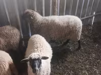 Biri-biri betina, Sheep — foto 2