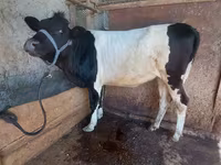 Bò cái, Gia súc — ảnh 5