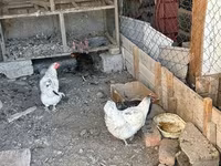 Chickens — تصویر 3