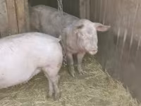 Babi (batch, jenis kelamin tidak disebutkan), Pigs — foto 1
