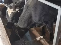 วัวตัวผู้, Russian Black pied cattle — รูปภาพ 4