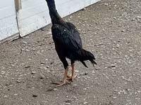 Chickens — 2. fotó
