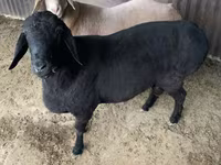 Beran, Hissar sheep — foto 3