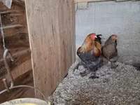 Brahma — foto 2