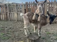 Ged, Alpine goat — foto 2