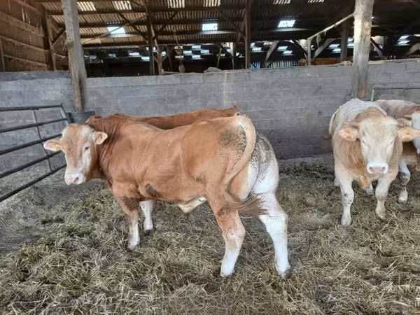 Bull, Cattle