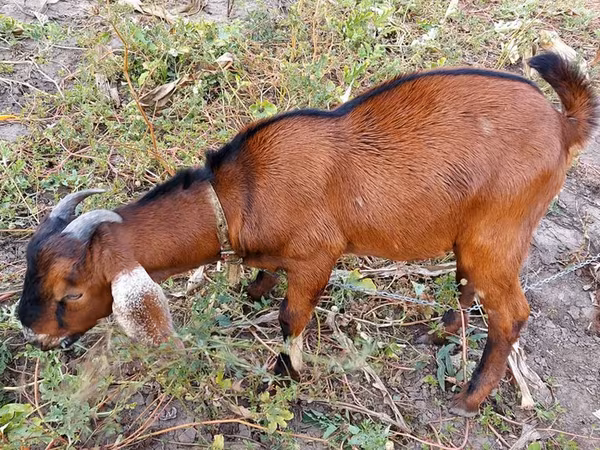 بز نر, Nubian Goat