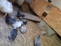 Chickens — รูปภาพ 5