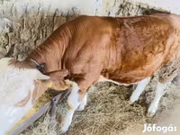 Lembu betina, Simmental cattle — foto 1