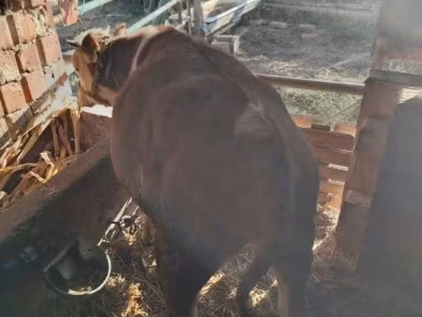Bou, Simmental cattle
