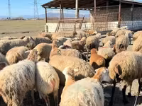 Wad, Sheep — sawirka 6