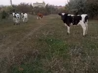 گاو نر, Russian Black pied cattle — عکس 2
