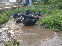 Ducks — foto 4