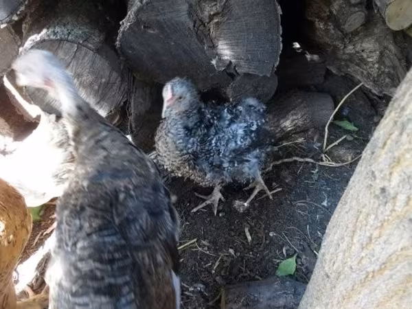 Chickens