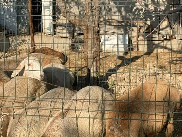 Sheep, Sheep — Kyrgyzstan