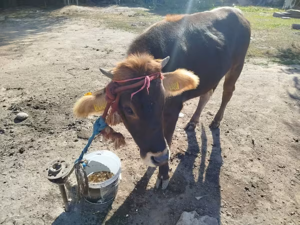 Bik, Alatau pasmina