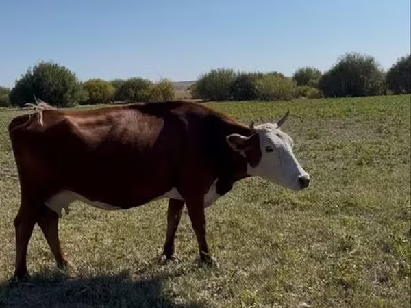 Үнээ, Latvian Blue cattle
