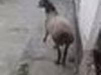 Ram, Sheep — photo 6