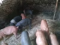 Schweine (Partie, Geschlecht nicht angegeben), Schweine — Foto 2