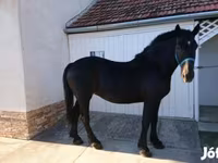 Kuda betina, Hungarian horse breed — foto 2