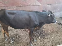 Vacă, Bovine — foto 5