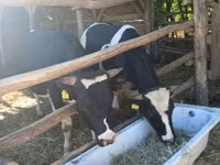 Tyre, Holstein-race — foto 4