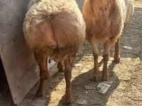 قوچ, گوسفند — عکس 5