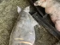 母猪, Pigs — 照片 1