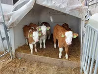 گاو نر, Simmental cattle — عکس 5