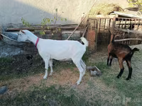 Goat, Saanen goat — photo 7