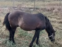 Caballo, Caballos — foto 2