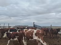 گاو ماده, Simmental cattle — عکس 4