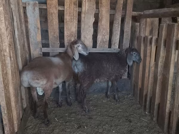 Schafe (Partie, Geschlecht nicht angegeben), Arashan sheep — Kirgisistan