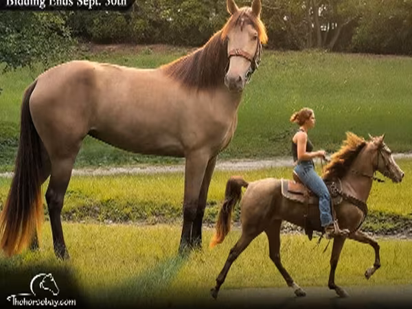 مادیان, Tennessee Walking Horse