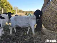 雄羊, Dorper sheep — 写真 6