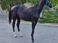 Kuda jantan, Akhal-Teke — foto 7