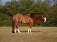 Horse (M), Quarter Horse — photo 1