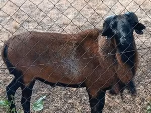 Ovan, Cameroon sheep