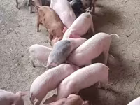 Eber, Schweine — Foto 5