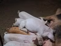 หมูป่าตัวผู้, หมู — รูปภาพ 3