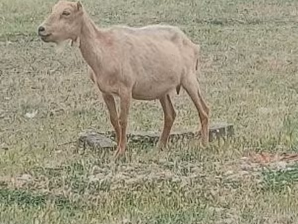 Ziegenbock, Alpine goat
