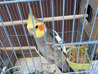 Nimfa (Cockatiel) cütlüyü + qəfəs - Növ: Nimfa papağanı (Cockatiel) — عکس 3
