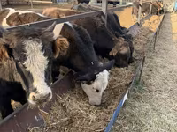 Bik, Swiss cattle — fotografija 4