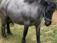 ሴት ፈረስ, Hungarian horse breed — ፎቶ 1