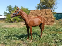 اسب نر, اسب — عکس 1