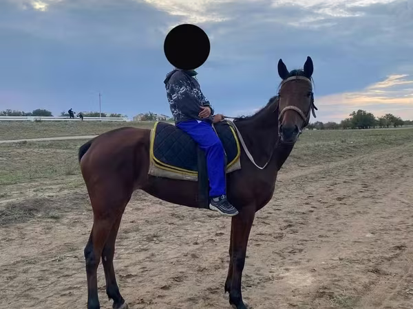 암말, Thoroughbred horse